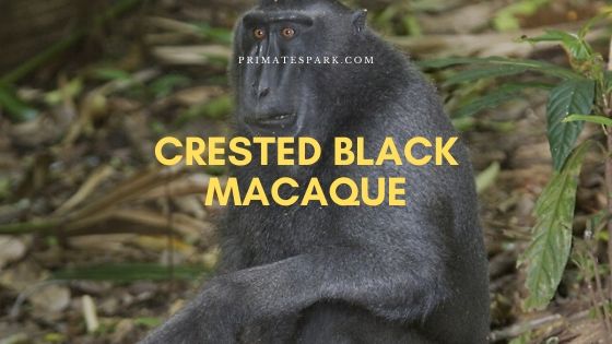 Crested Black Macaque Facts And Description - Primates Park