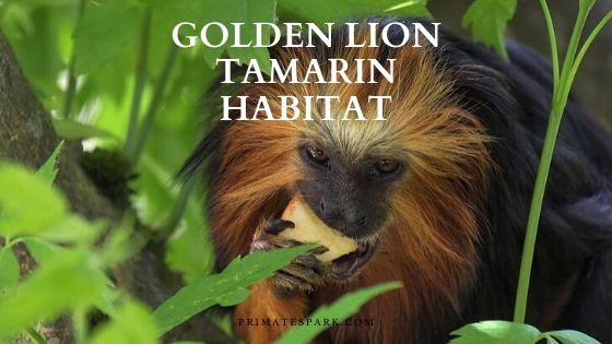 Golden Lion Tamarin Habitat - Where Do Tamarins Live? - Primates Park