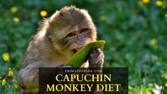 Capuchin Monkey Diet How Often Do Capuchin Monkeys Eat Primates Park