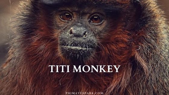 Titi Monkey Profile Facts Size Baby Diet Primates Park