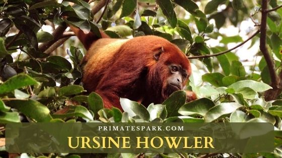 Ursine Howler Monkey - Profile | Description | facts - Primates Park