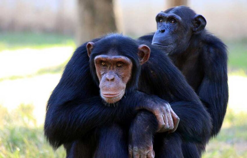 Are Chimpanzees Monkeys? Similarities | Dissimilarities - Primates Park