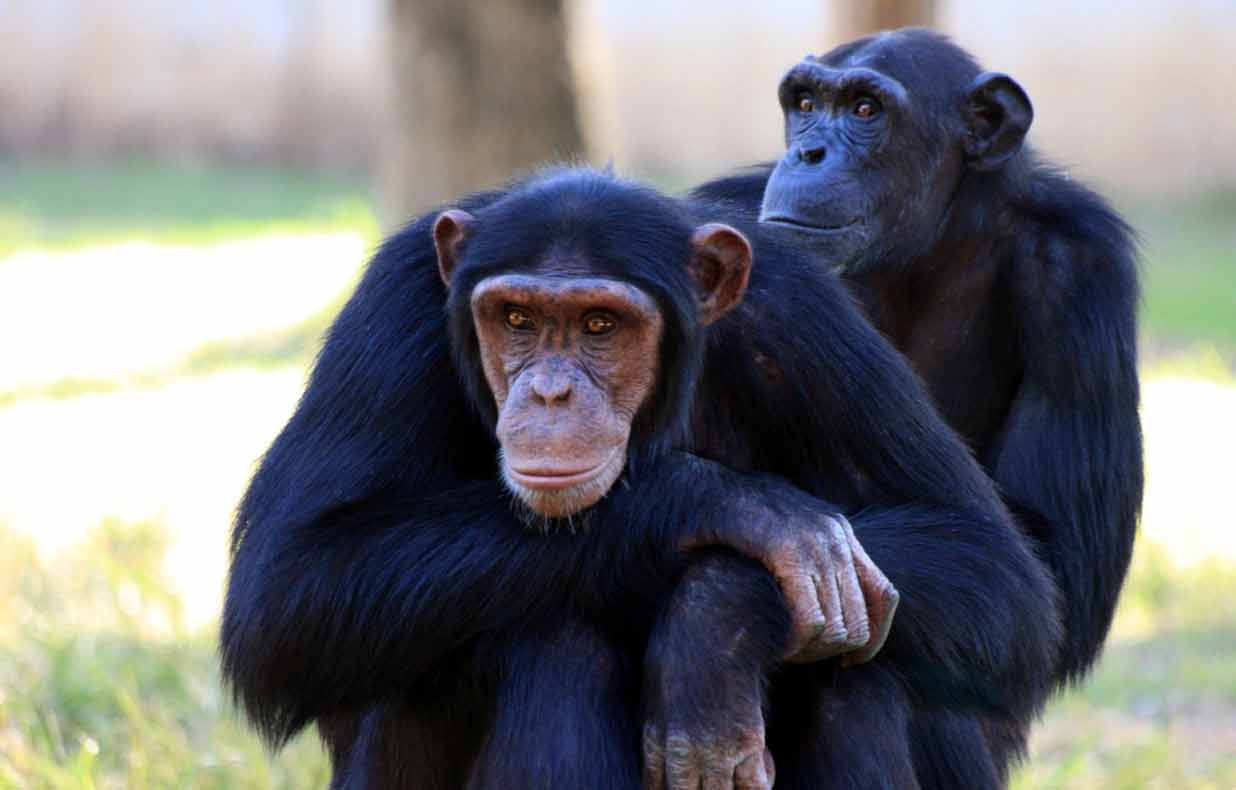 Are Chimps Apes - Facts | Similarities | Dissimilarities - Primates Park