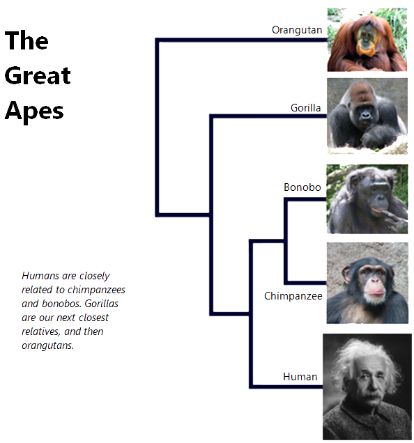 Are Humans Originated From The Great Apes Primates Park