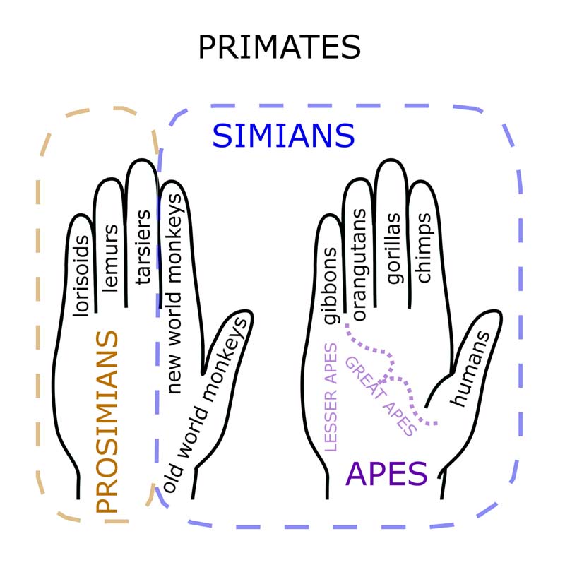 are-humans-originated-from-monkeys-primates-park