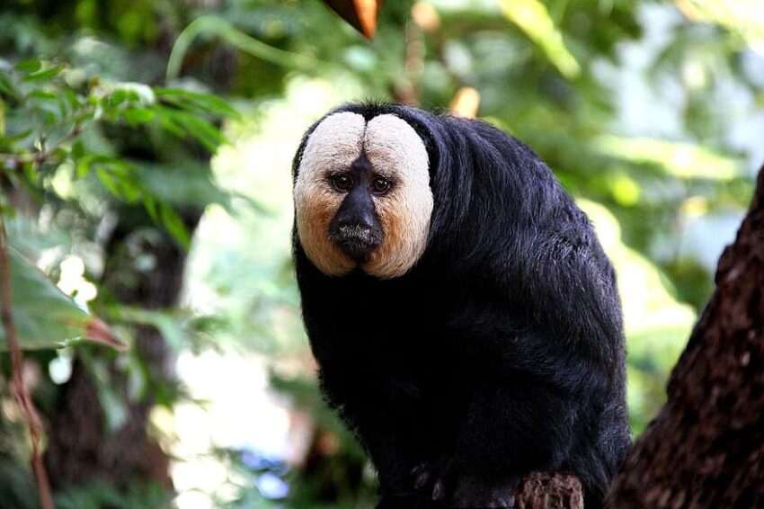 White Faced Saki Monkey  Description Profile Traits 