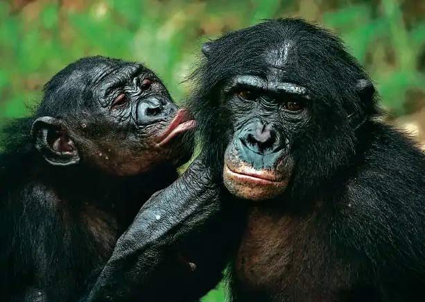 7 Chimpanzee vs Gorilla Points of Great Significance - Primates Park