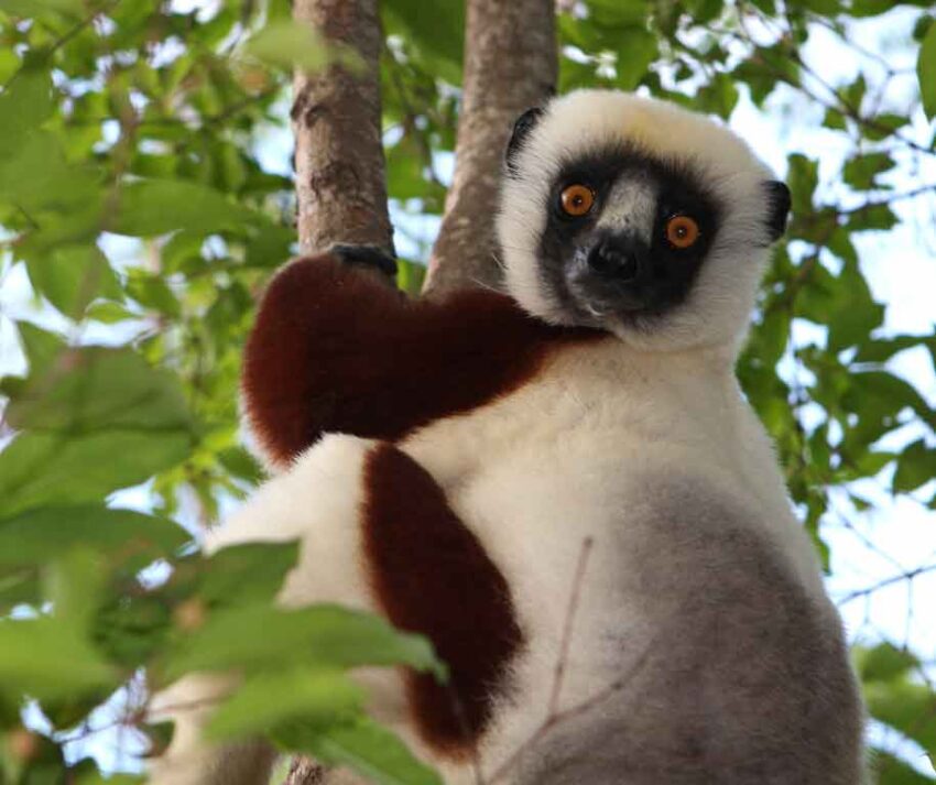 sifaka lemur stuffed animal