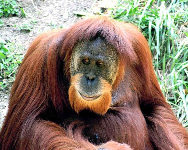 Sumatran Orangutan - Profile | Facts | Habitat | Diet | Endangered