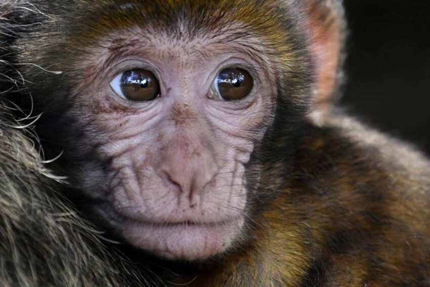 Is There Any Best Type of Monkey for A Pet? - Primates Park