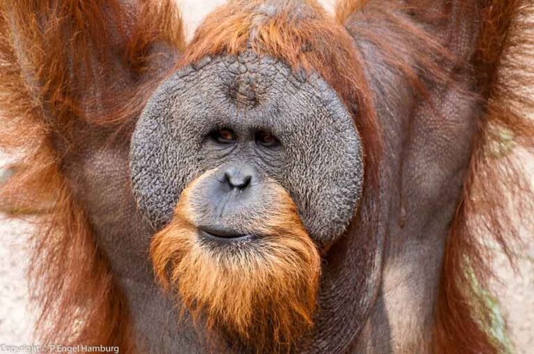 Bornean Orangutan - Profile | Facts | Diet | Habitat | Endangered