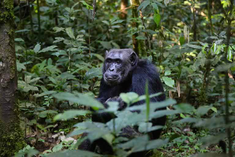 Nigeria-Cameroon Chimpanzee - Profile | Traits | Facts | Habitat