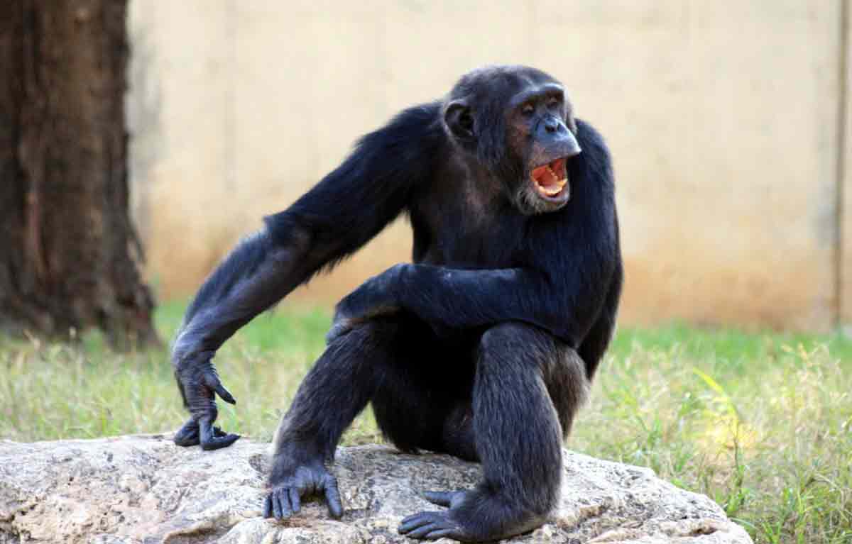 chimpanzee size and weight